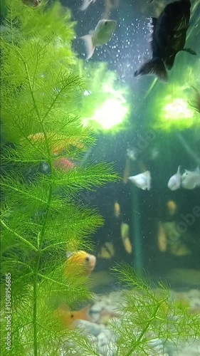 tropical fish in aquarium