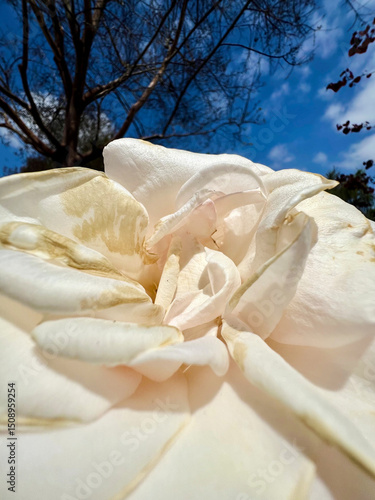 A close up on a white rose flower