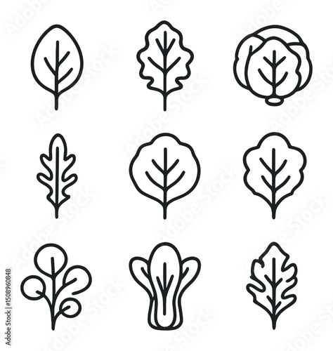 Leafy Greens Icons. Outline icon set of leafy greens variety: spinach leaf, kale leaf, lettuce head, arugula sprig, chard leaf,
