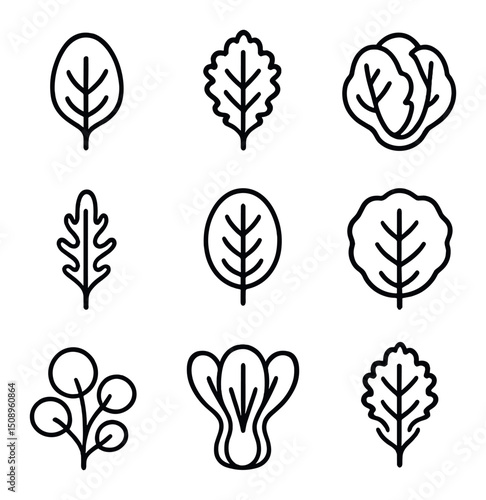 Leafy Greens Icons. Outline icon set of leafy greens variety: spinach leaf, kale leaf, lettuce head, arugula sprig, chard leaf,
