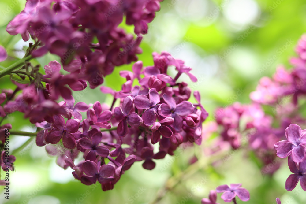 Lilac flowers close-up. Branch of blooming lilac, spring flowers with soft focus. Nature background. Lilac flowers with selective focus. Spring Lilac flowers close-up. Branch of blooming lilac, spring flowers with soft focus. Nature background. Lilac flowers with selective focus. Spring