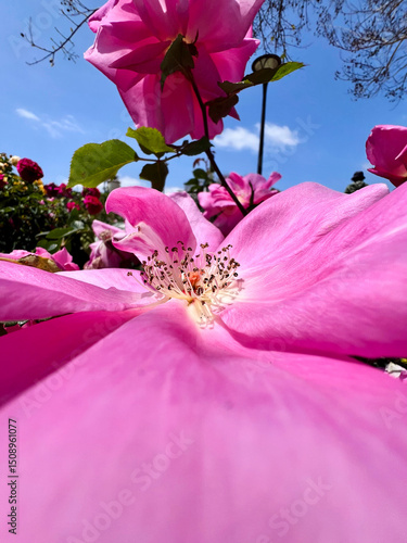 A close up on a pink rose flower