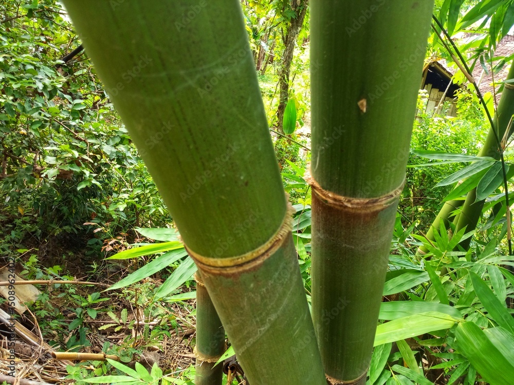 Fototapeta premium Green bamboo stems with bushes in the background 