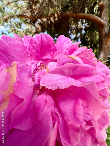 A close up on a pink rose flower