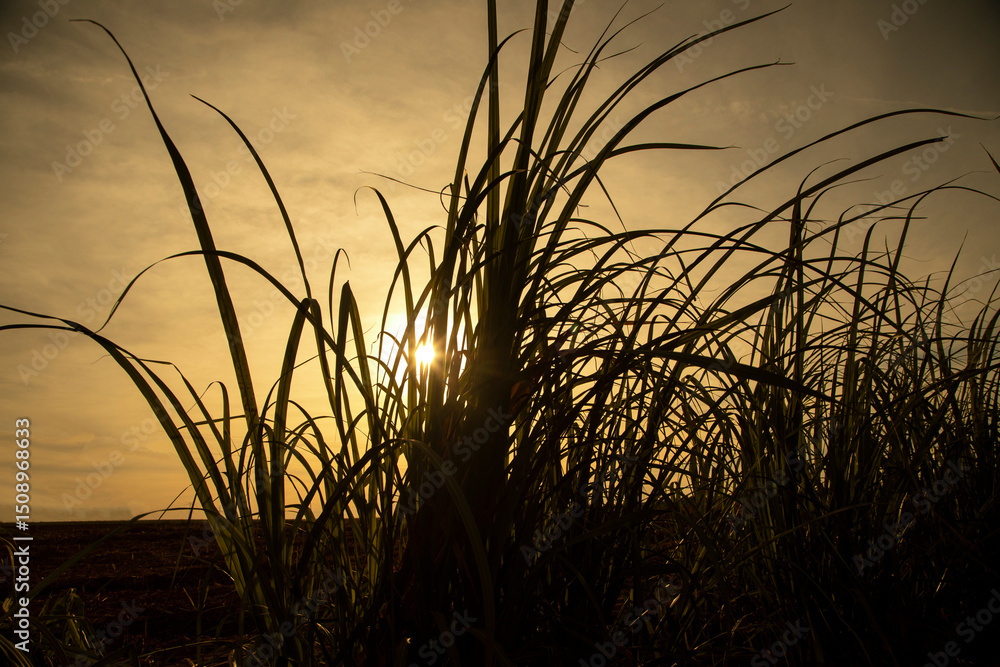 Obraz premium Sugar cane plantation at sunset