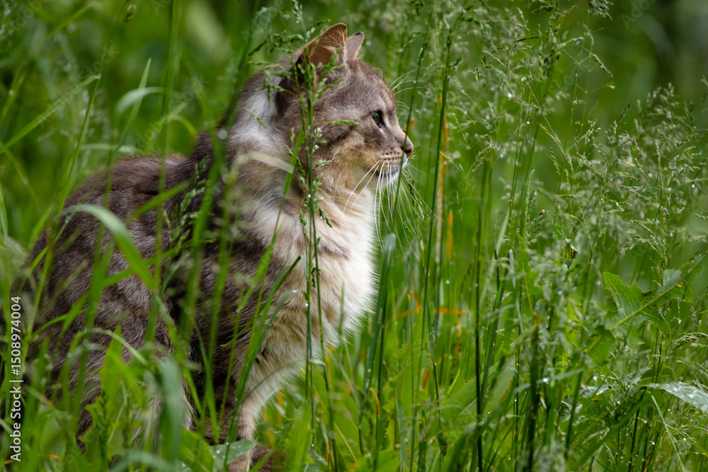 Obraz premium Beautiful gray tabby cat with green eyes sitting calmly in lush green grass, perfectly blending into the natural environment. Ideal for nature, pets and wildlife themes