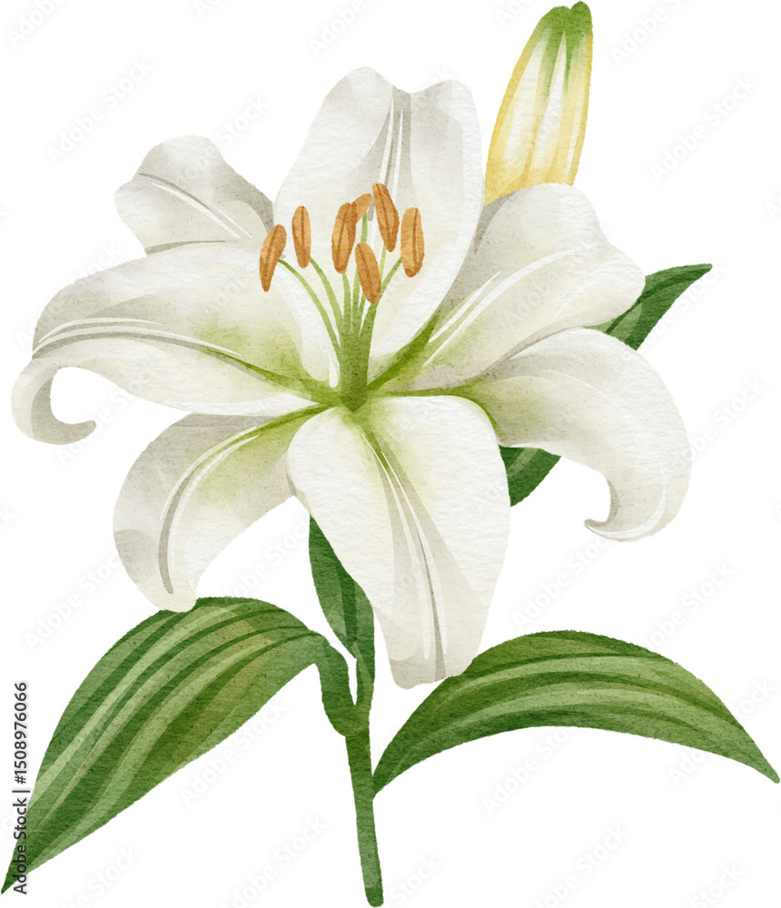 watercolor lily flower watercolor lily flower