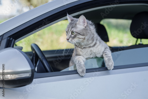 Domestic striped cat on the car looking at the road from the window