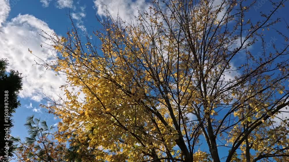 Wind blowing leaves of a tree
