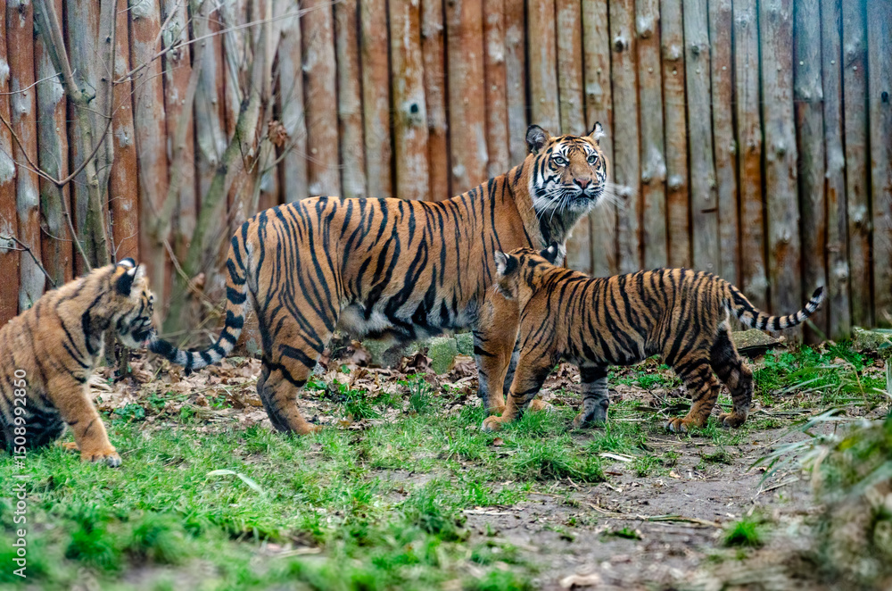 Obraz premium tiger in the zoo