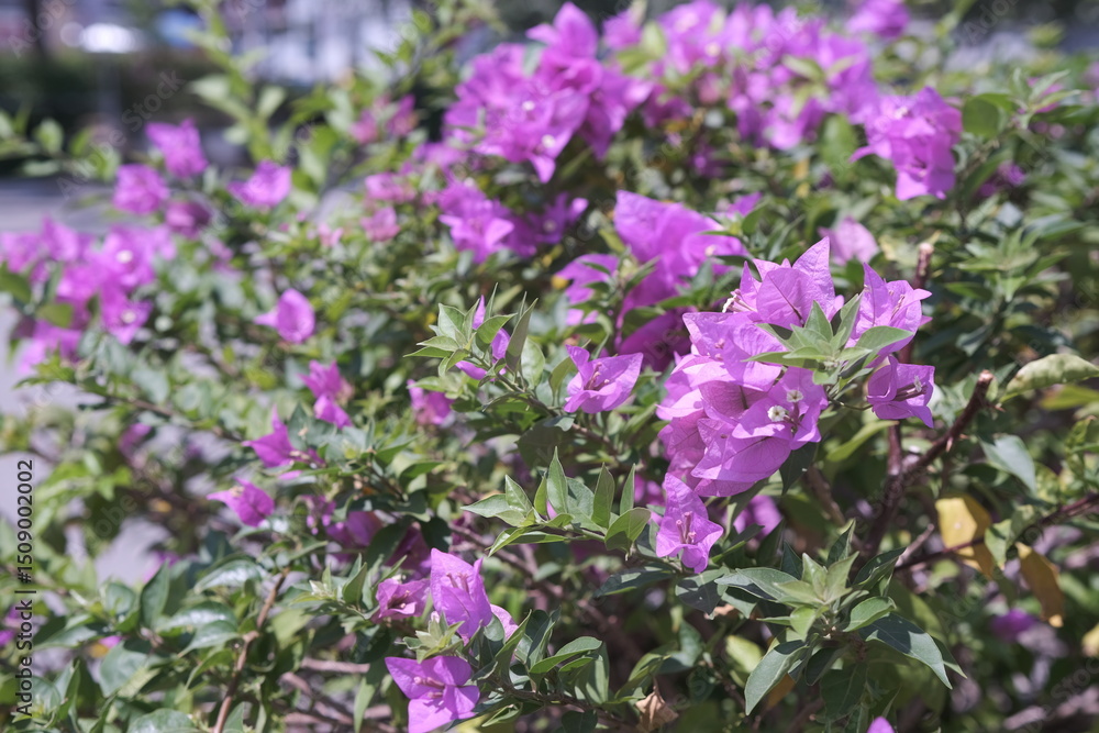 Vibrant Purple Bougainvillea Bush in Full Bloom, Close-Up Vibrant Purple Bougainvillea Bush in Full Bloom, Close-Up