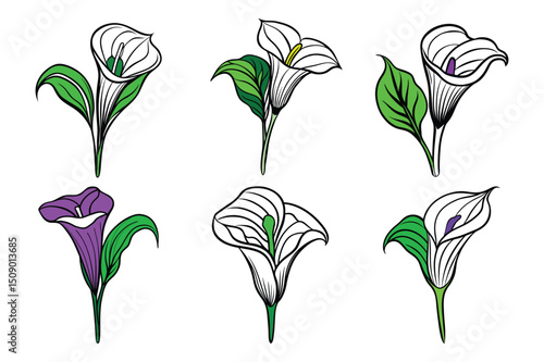 Set of calla lily flowers line art vector illustration on white background.
