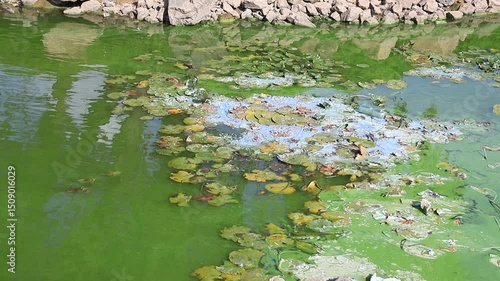 Water pollution by blooming blue green algae - is world environmental problem. Water bodies, rivers and lakes with algal blooms. Ecology, polluted nature.