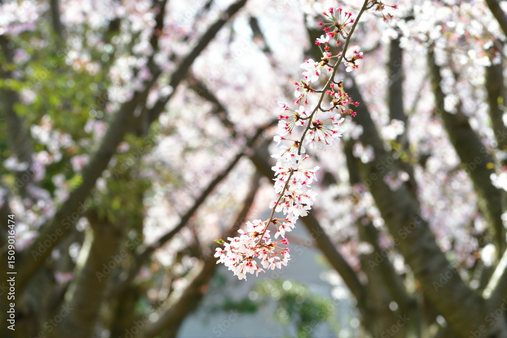 Fototapeta premium 島見緑地公園の桜（新潟県）