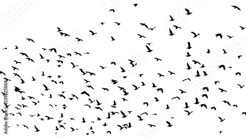 flying birds vector 