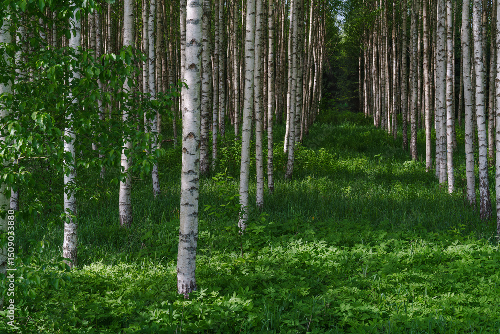 Obraz premium birch forest in spring