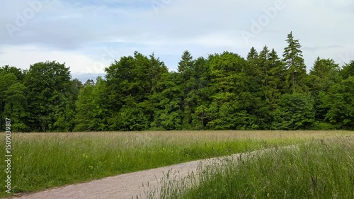 Mountain landscape with alpine meadow and conifer trees, partly cloudy sky

