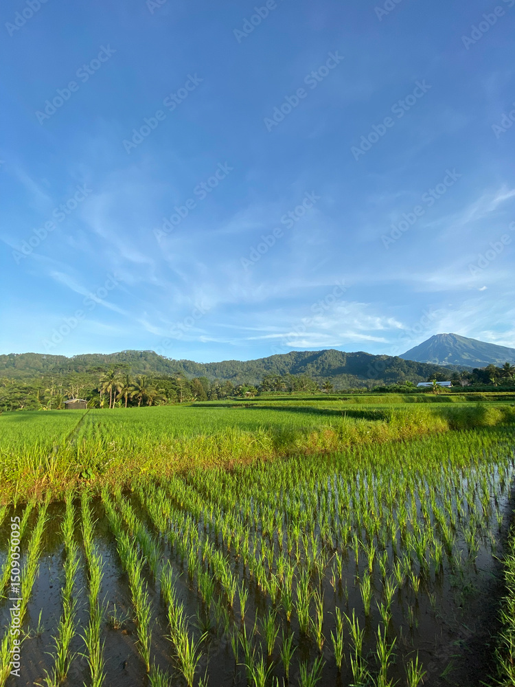 Fototapeta premium vineyard in tuscany italy