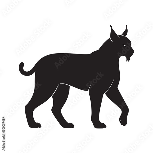 Lynx Walking Silent Footsteps