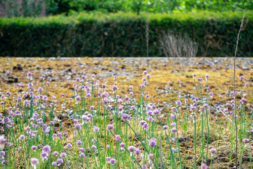 A close up view of a meadow with incredible wildflowers