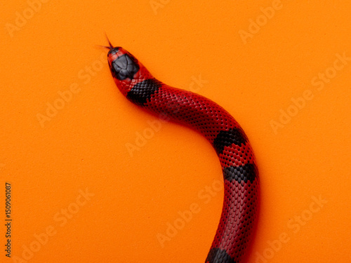 Cuadro en lienzo Lampropeltis triangulum, commonly known as the milk snake or milksnake, is a spe