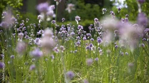 A close up view of a meadow with incredible wildflowers