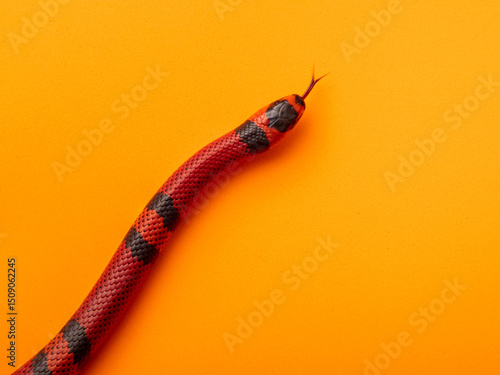 Canvastavla Lampropeltis triangulum, commonly known as the milk snake or milksnake, is a spe