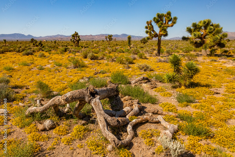Fototapeta premium Southwest Usa Parks (Joshua Tree National Park) is located in southeastern California.
