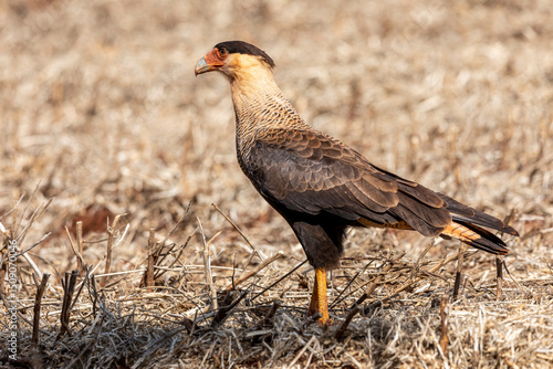 Bild auf Leinwand The northern crested caracara (Caracara cheriway), also called the northern caracara and crested caracara, is a bird of prey in the family Falconidae