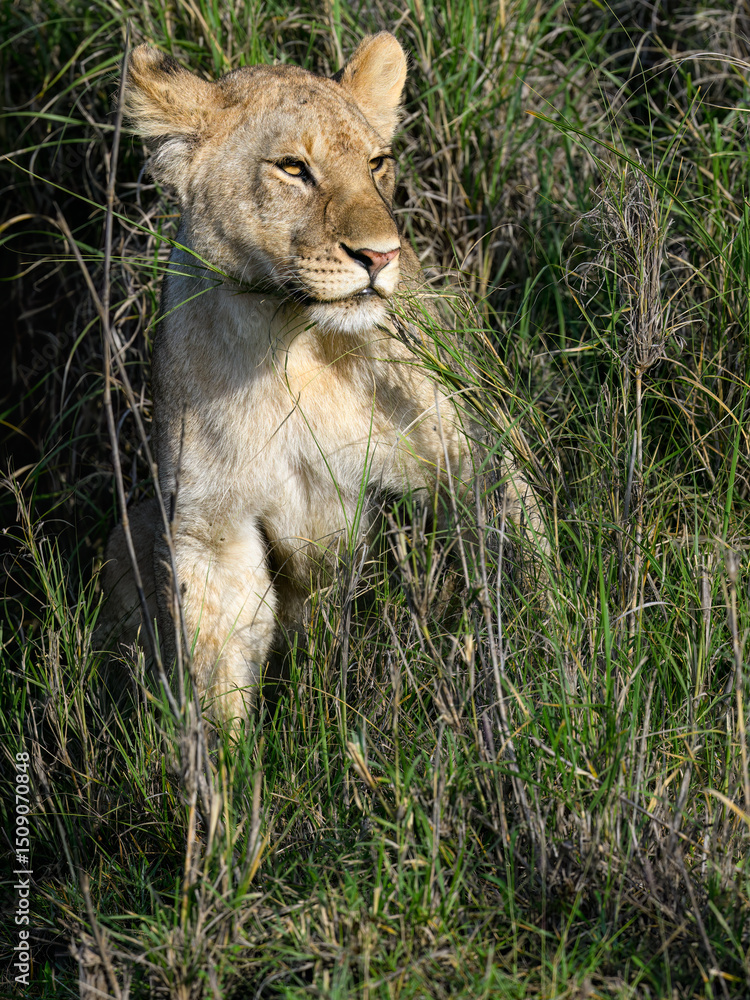 Fototapeta premium Portrait of a young lion peeking through tall grass, alert and watchful