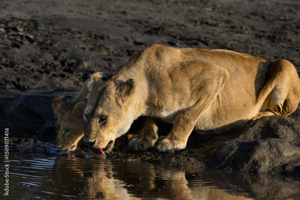 Fototapeta premium A lioness and her cub drink together at a waterhole