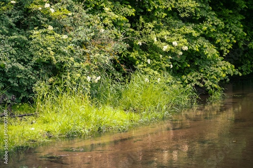 Lush green vegetation growing on the banks of a calm river
