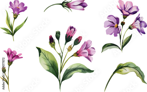 Blooming branch of violet bougainvillea flowers Watercolor illustration. Bougainvillea flowers Watercolor illustration isolated on background.