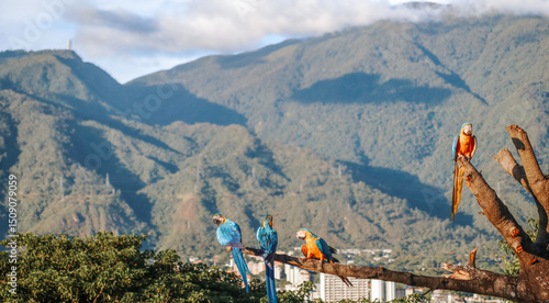 Bild auf Leinwand Colorful macaws overlooking avila mountain at caracas venezuela