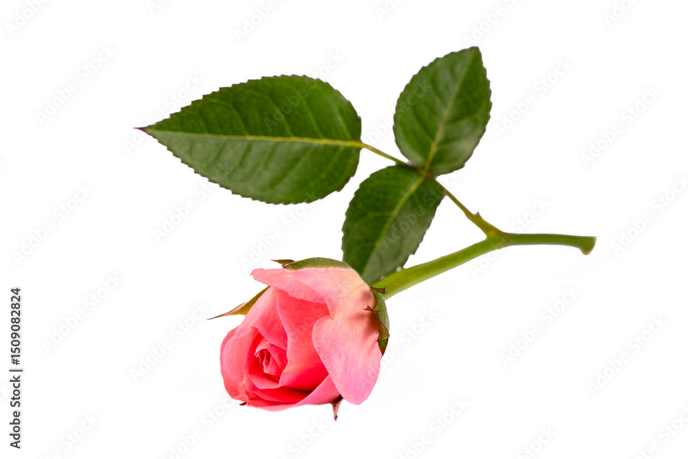 Fototapeta premium Pink rose with green leaves on a white background