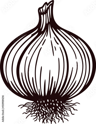 Detailed black and white of a fresh onion with roots