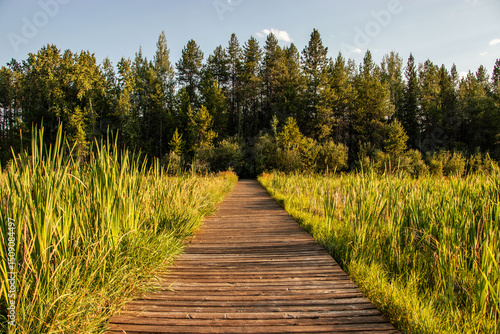 Wooden Walkway Through Wetland