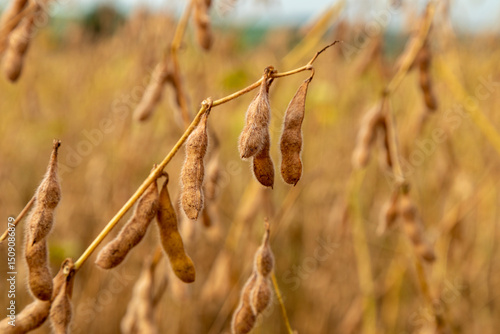 Foto Soy plantation with dry grains, ready for harvest
