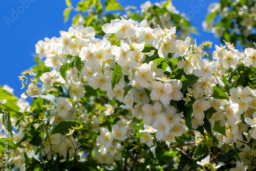 Philadelphus pubescens Lois...