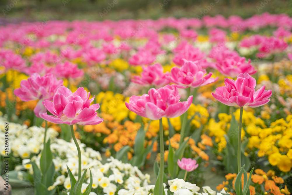 春の花畑 春の花畑