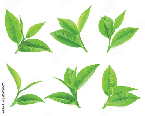 vector green tea leaves on white background