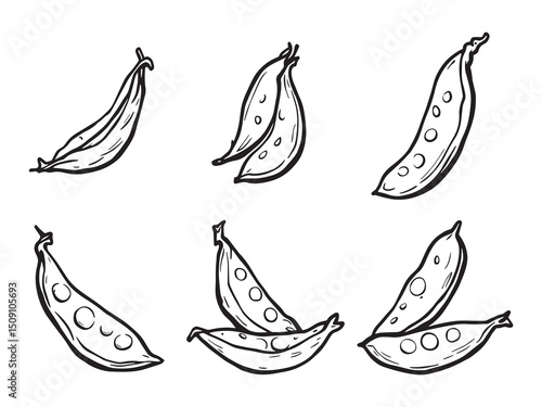 Elegant Snow Peas Outline Artwork