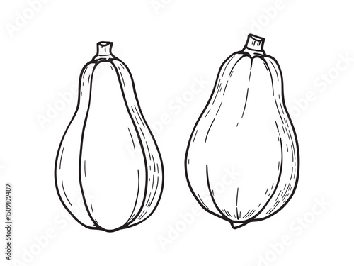 Spaghetti Squash Line Art for Kitchen Decor