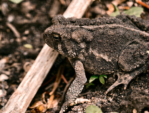 An American Toad, Anaxyrus americanus, a widespread and recognizable species of the eastern and central North America.  Fowler's toad, is a species of toad in the family Bufonidae. 