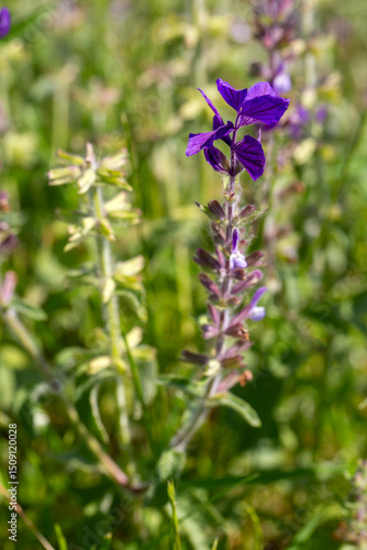 Salvia viridis is a plant s...