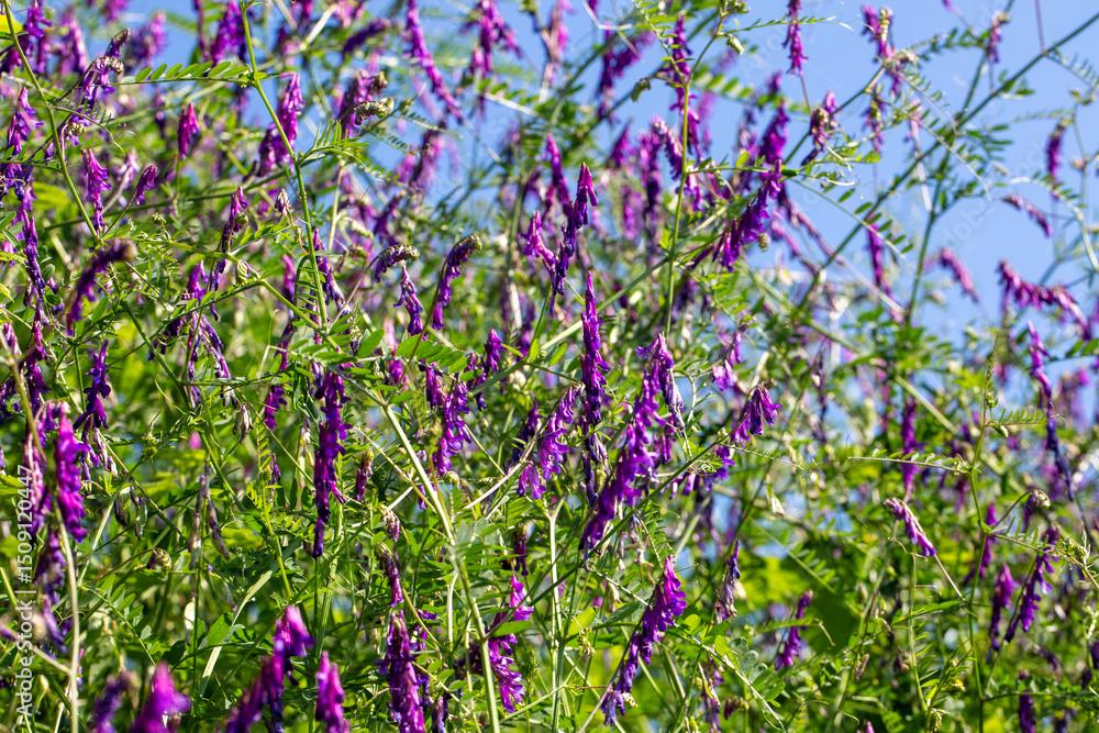 Naklejka premium Vicia villosa, known as the hairy vetch, fodder vetch or winter vetch, is a plant native