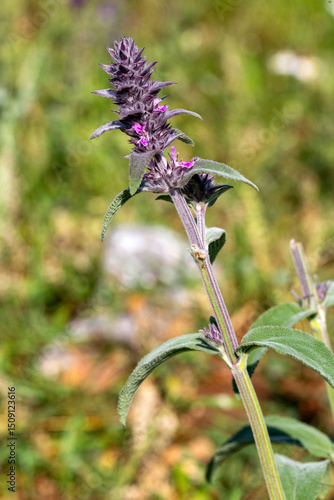 Salvia viridis is a plant s...