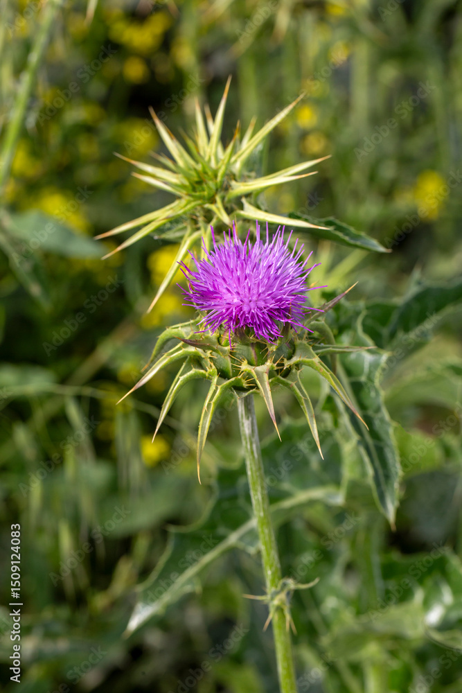 Wild plant; scientific name; Silybum marianum Wild plant; scientific name; Silybum marianum