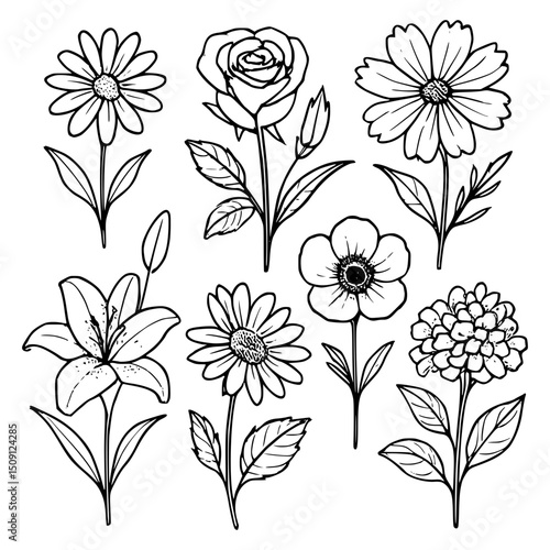 Vector Botanical Floral Illustration: Hand-Drawn Black and White Sketch with Blooming Flowers, Petals, and Greenery Design