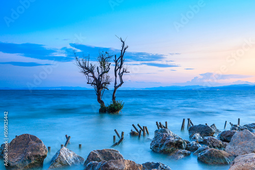 Tree in the lake with lakeside view by Dianchi Pond in Kunming, Yunnan Province